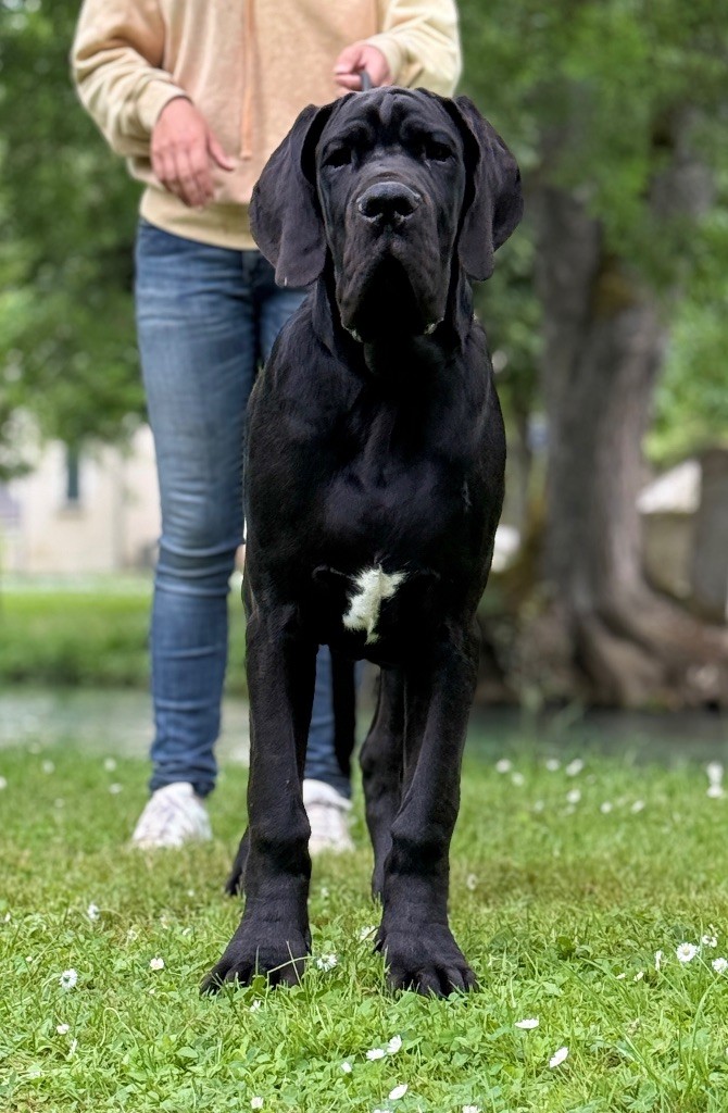 Au Royaume De Leyla - Chiots disponibles - Dogue allemand