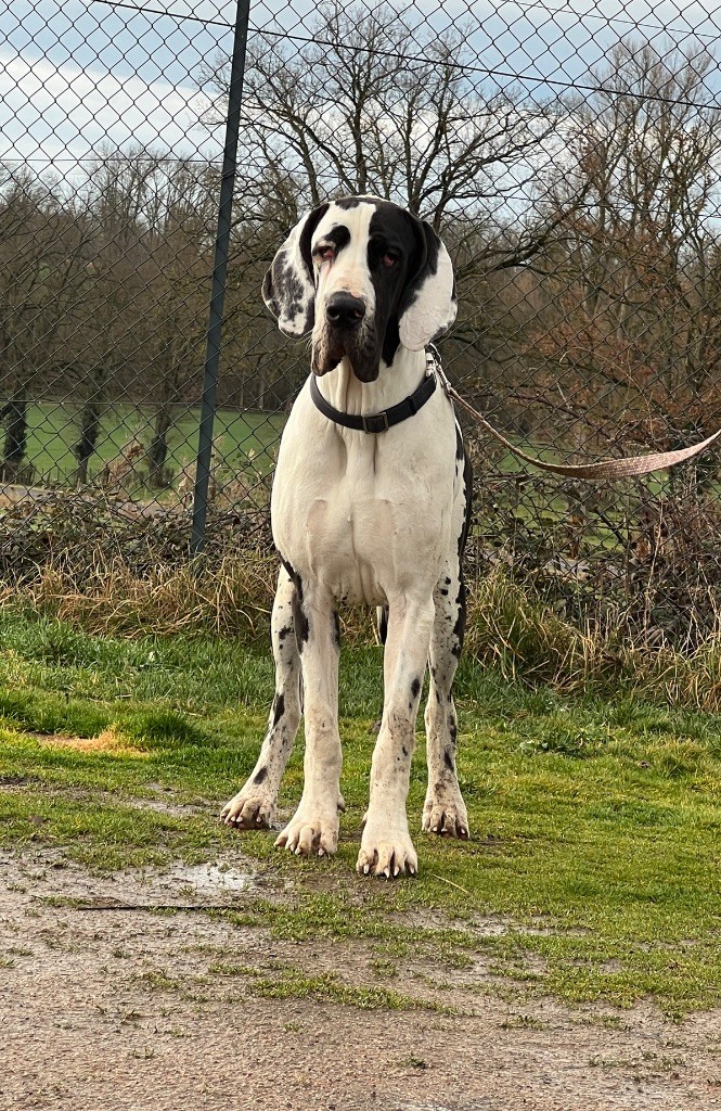 Au Royaume De Leyla - Chiots disponibles - Dogue allemand