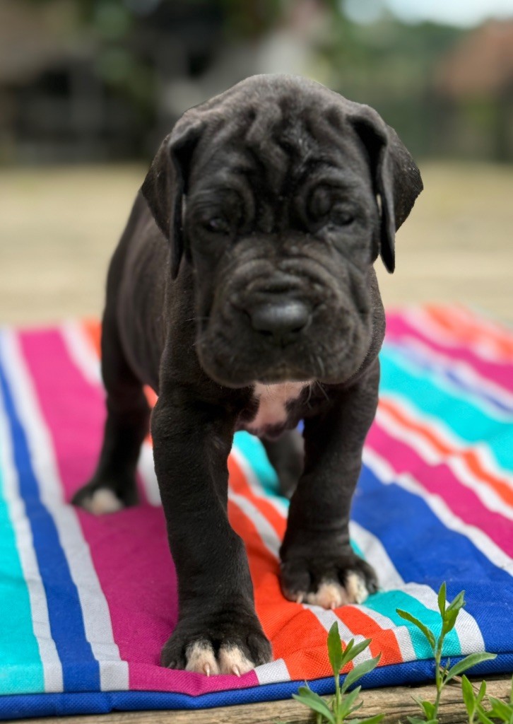 Au Royaume De Leyla - Chiots disponibles - Dogue allemand