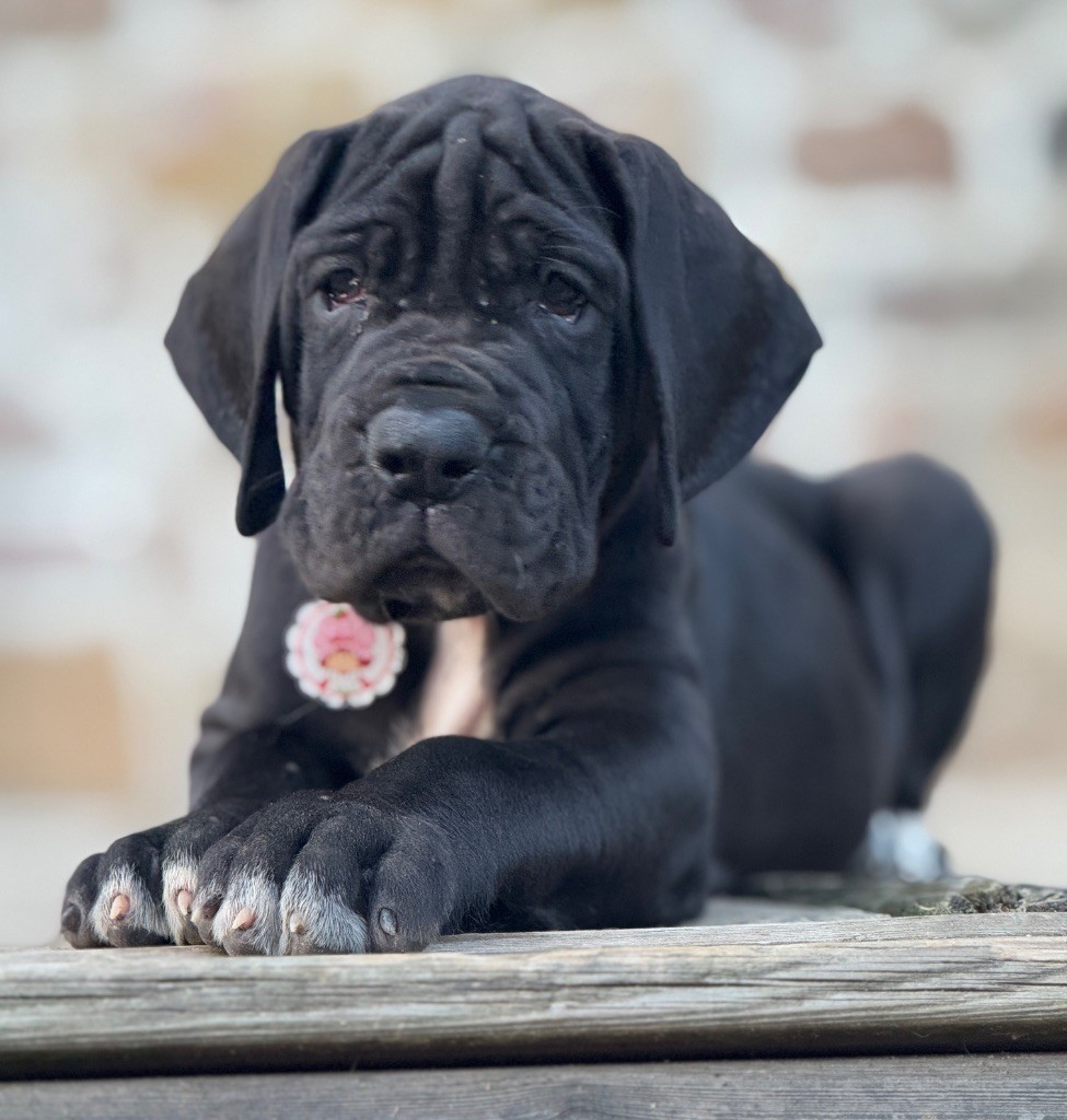 Au Royaume De Leyla - Chiots disponibles - Dogue allemand