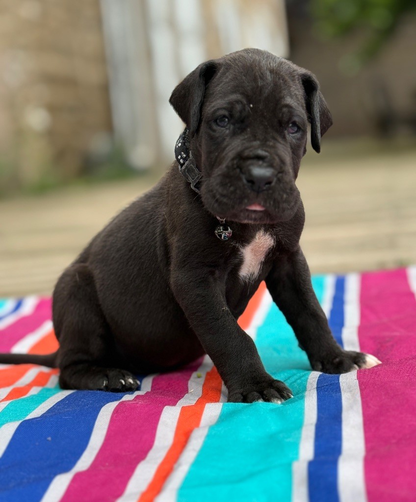 Au Royaume De Leyla - Chiots disponibles - Dogue allemand