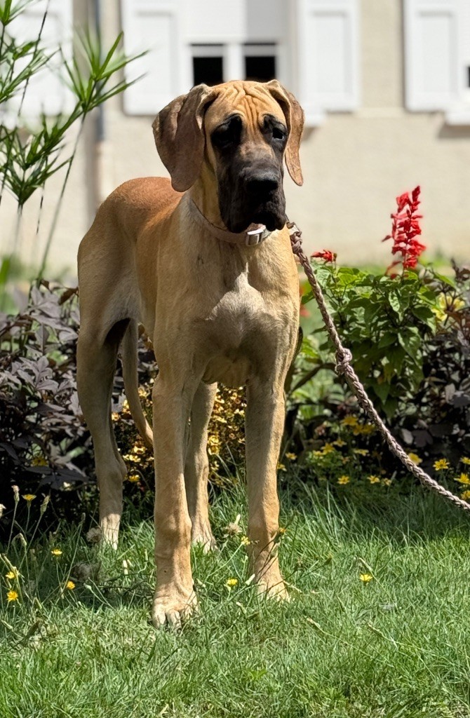 Au Royaume De Leyla - Chiots disponibles - Dogue allemand