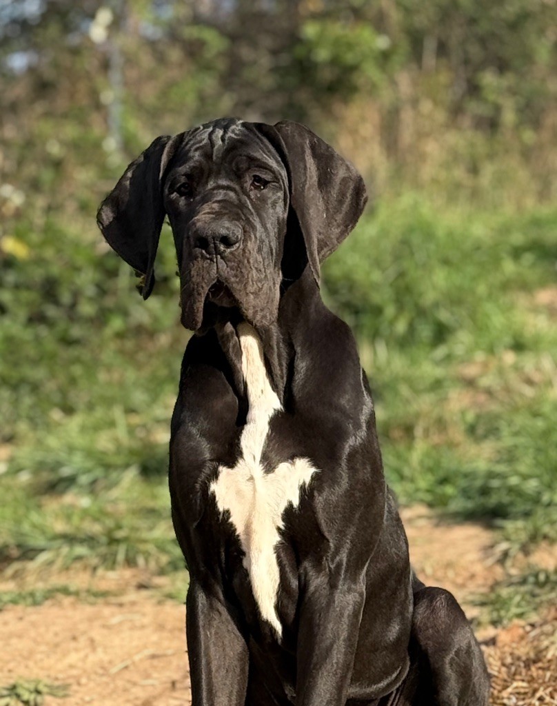 Au Royaume De Leyla - Chiots disponibles - Dogue allemand