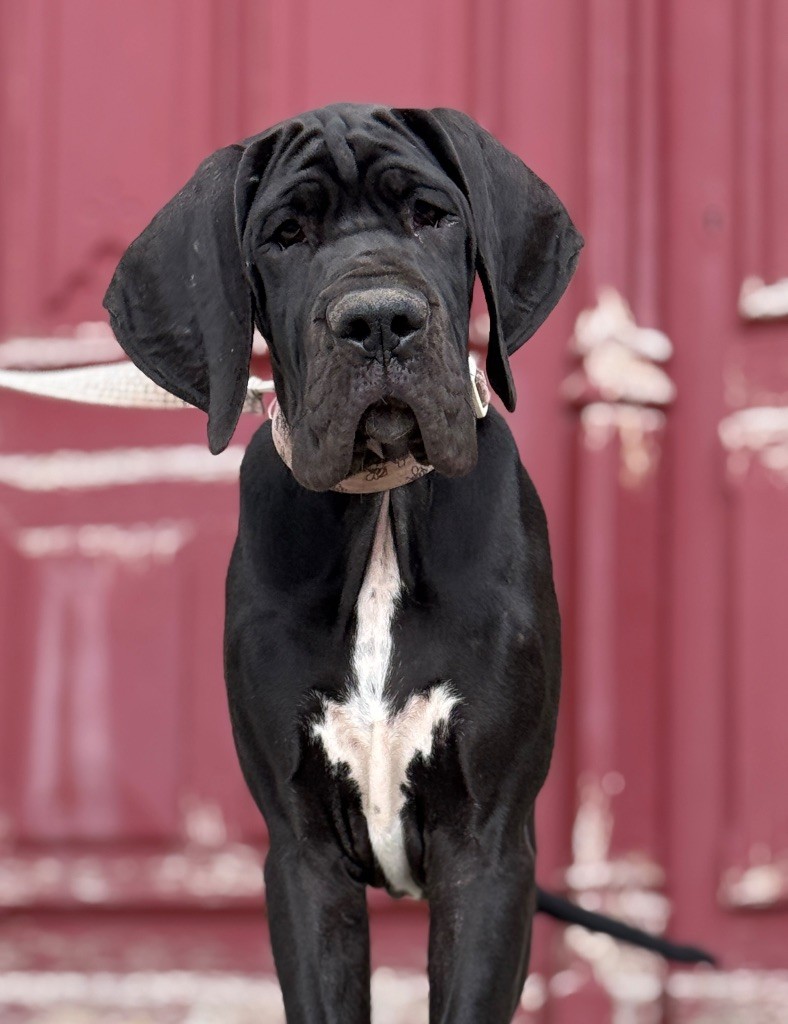 Au Royaume De Leyla - Chiots disponibles - Dogue allemand