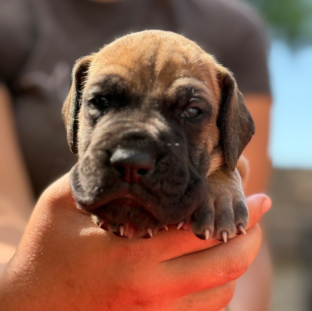 Au Royaume De Leyla - Chiots disponibles - Dogue allemand