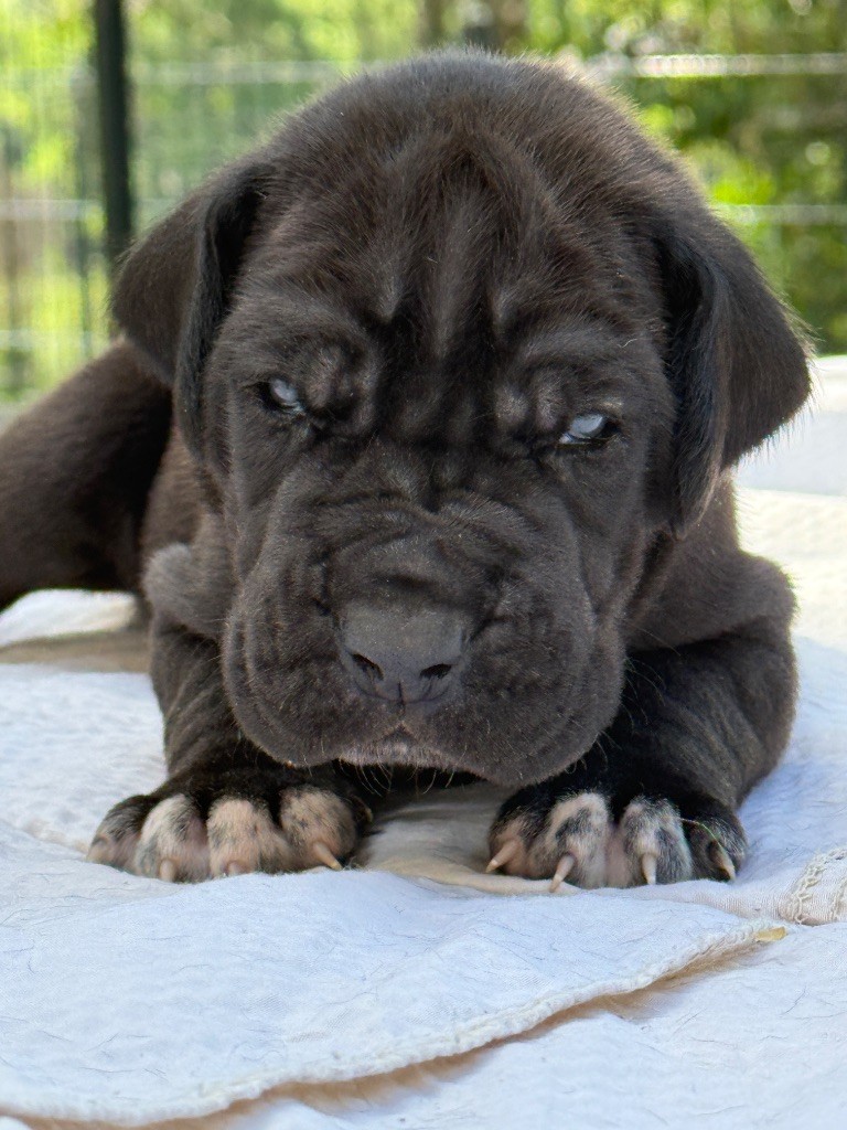 Au Royaume De Leyla - Chiots disponibles - Dogue allemand