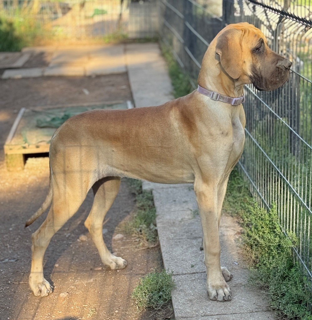 Au Royaume De Leyla - Chiots disponibles - Dogue allemand