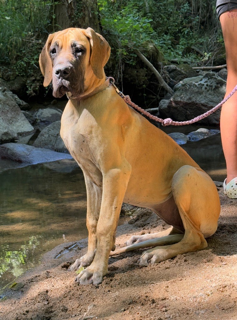 Au Royaume De Leyla - Chiots disponibles - Dogue allemand