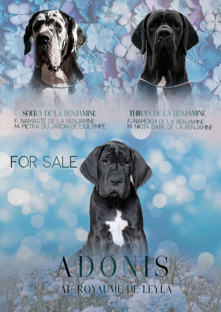 Au Royaume De Leyla - Chiots disponibles - Dogue allemand