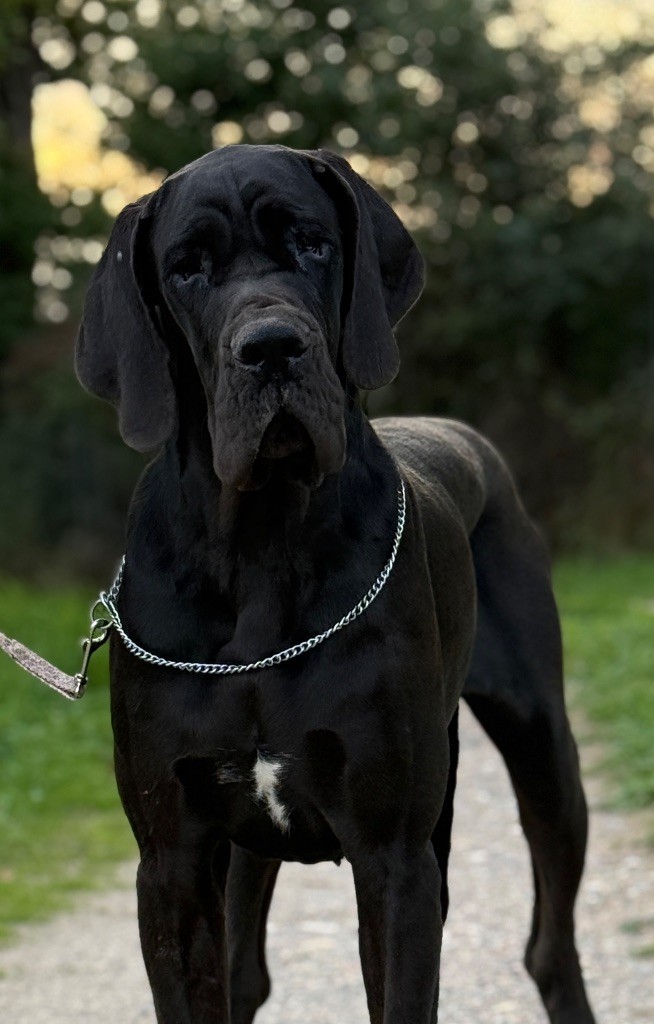 Au Royaume De Leyla - Chiots disponibles - Dogue allemand