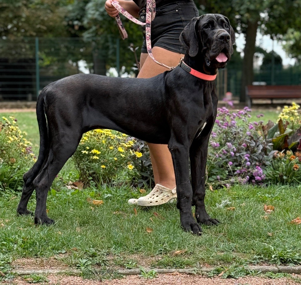 Au Royaume De Leyla - Chiots disponibles - Dogue allemand