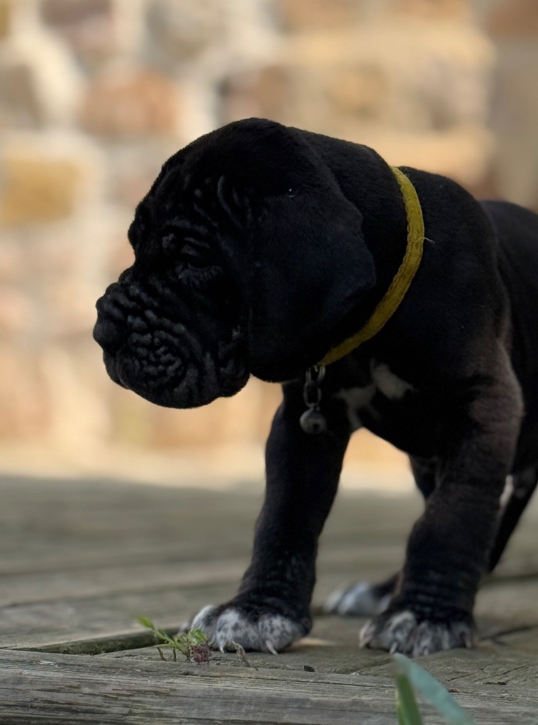 Au Royaume De Leyla - Chiots disponibles - Dogue allemand