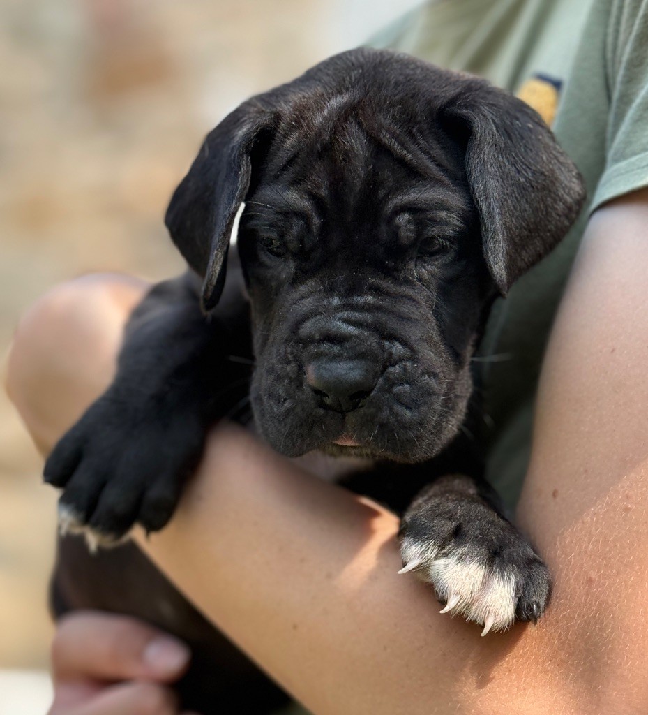 Au Royaume De Leyla - Chiots disponibles - Dogue allemand