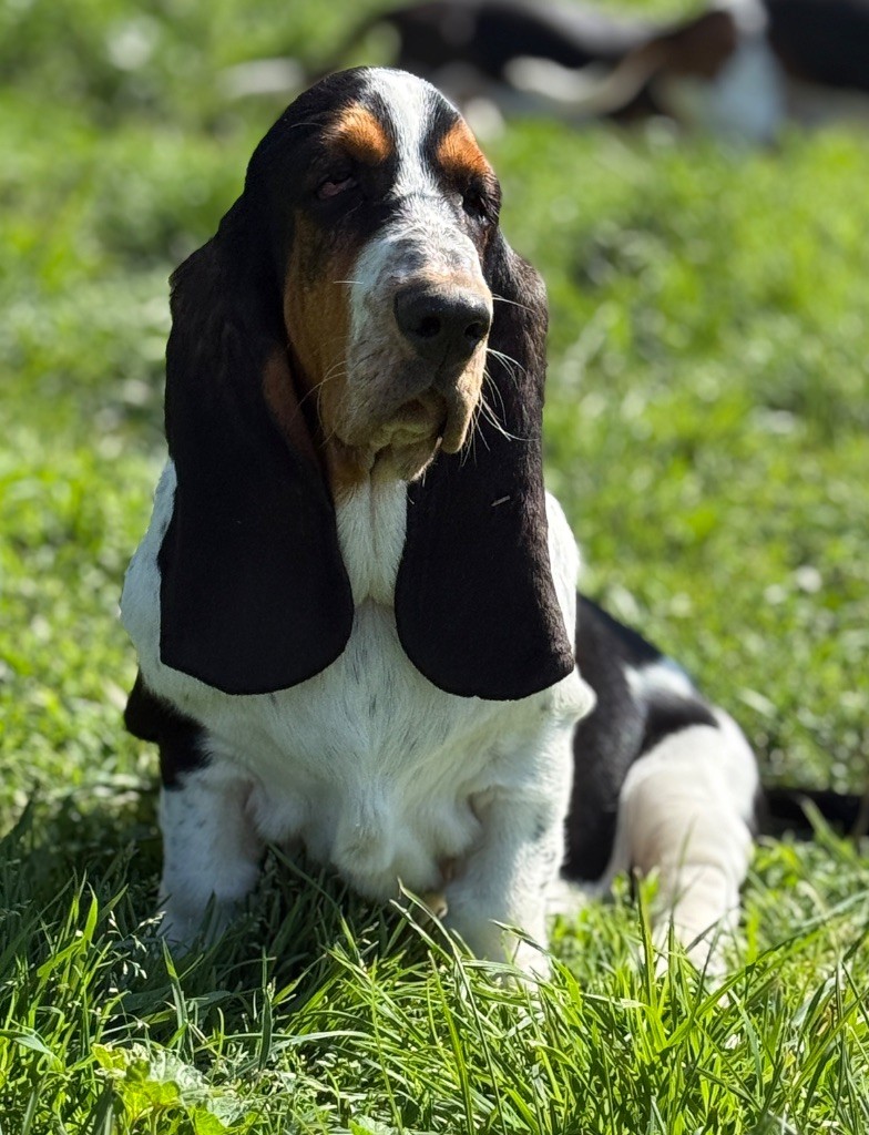 Au Royaume De Leyla - Chiots disponibles - Basset Hound