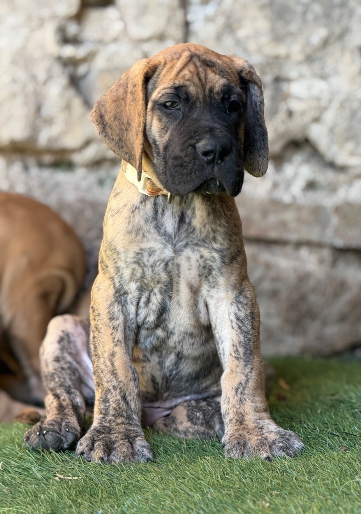 Au Royaume De Leyla - Chiots disponibles - Dogue allemand