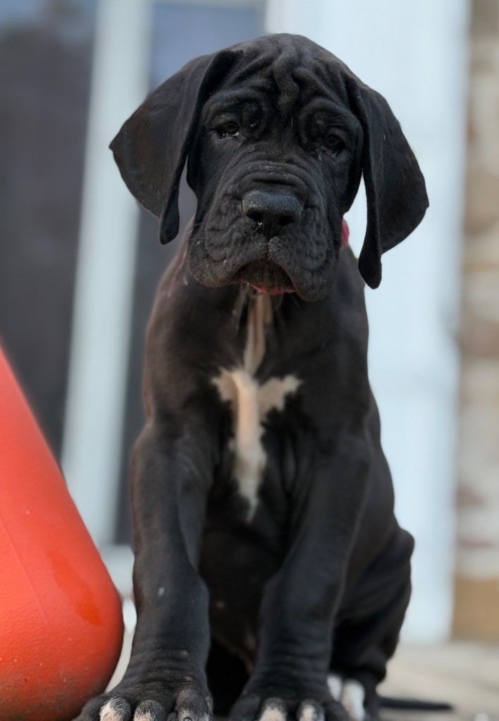 Au Royaume De Leyla - Chiots disponibles - Dogue allemand